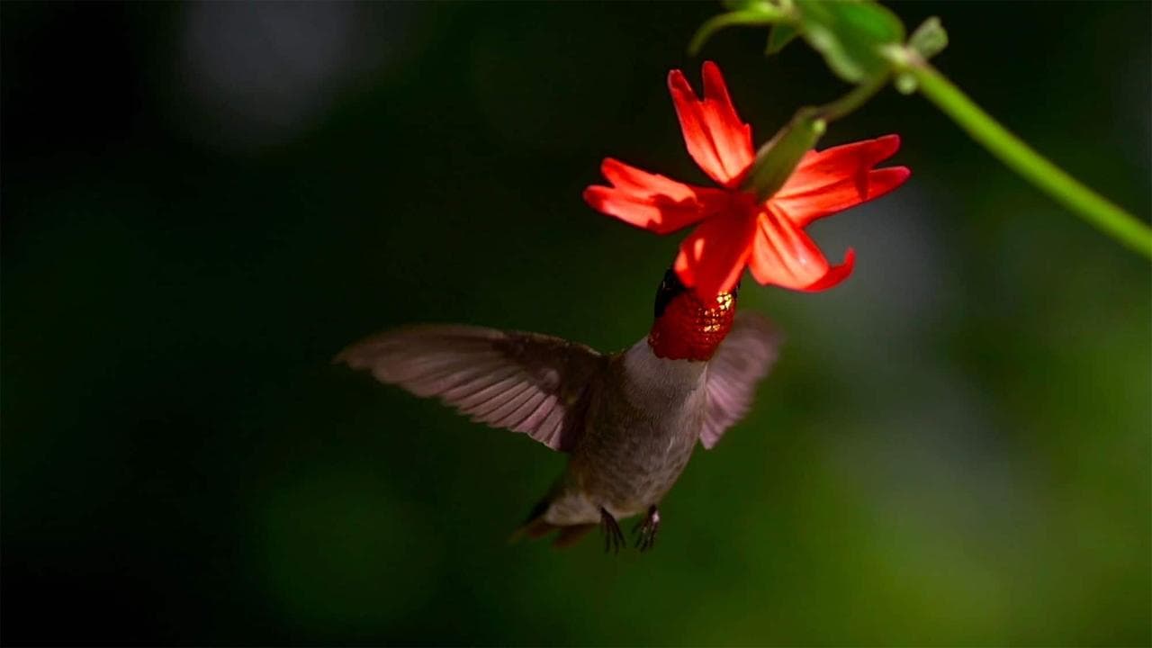 Migrations: Frequent Flyers backdrop