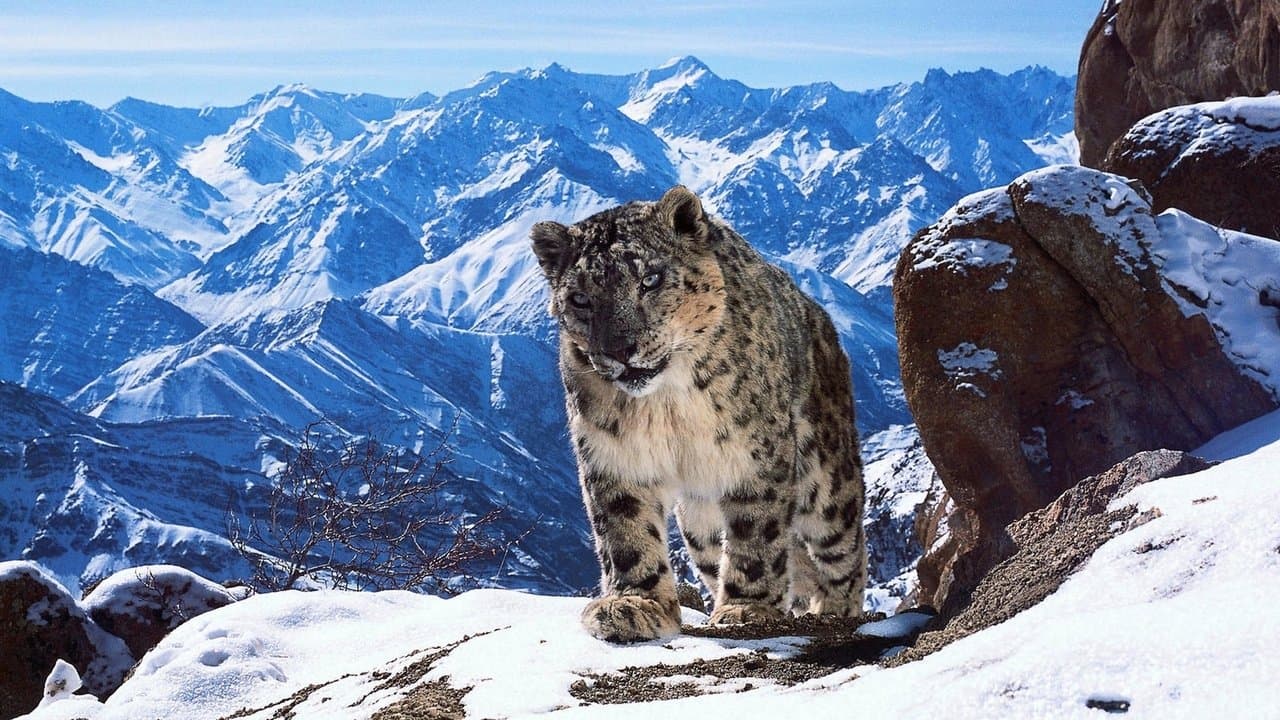 Planète animale 2 : Survivre backdrop