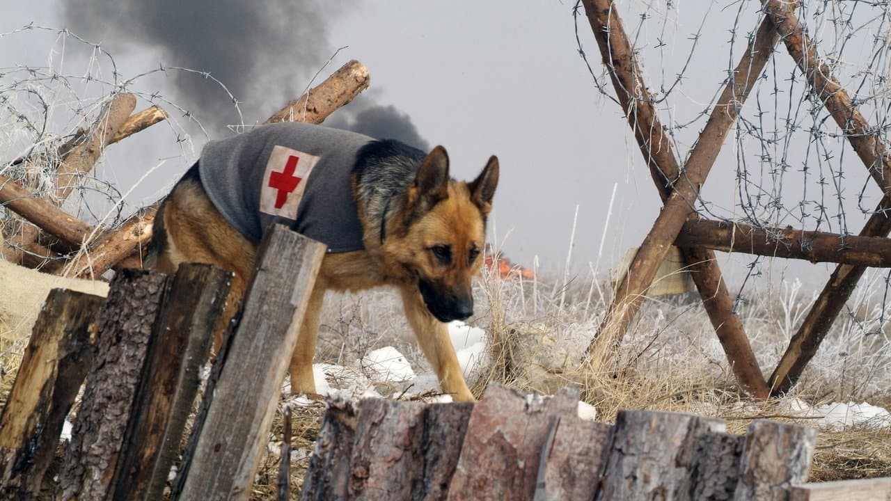 Finding Rin Tin Tin backdrop