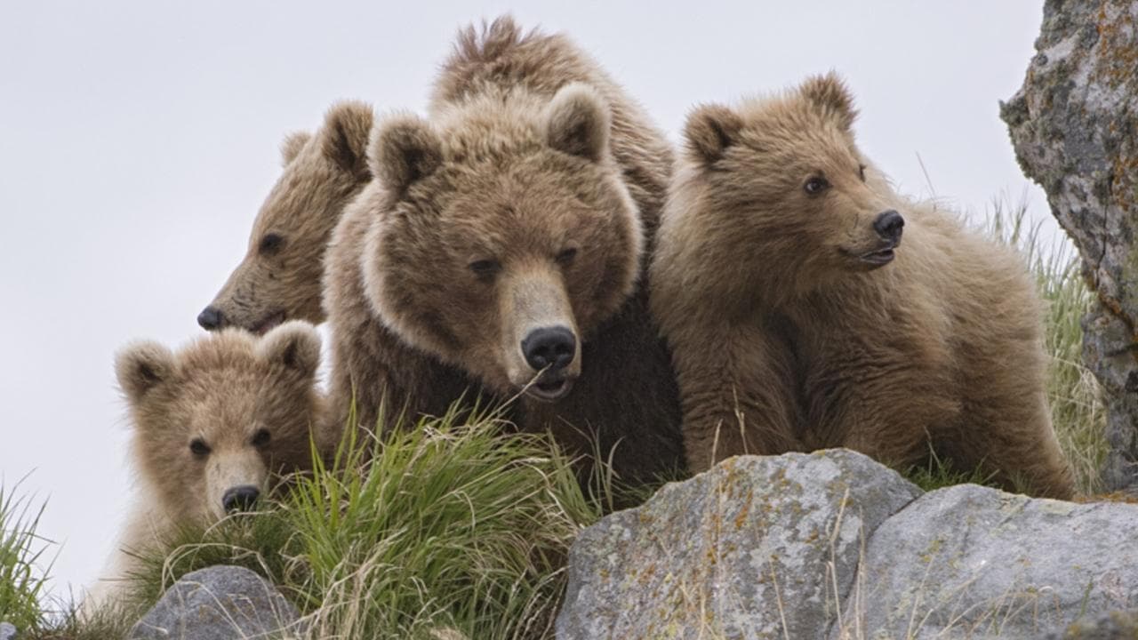 Land of the Bears backdrop