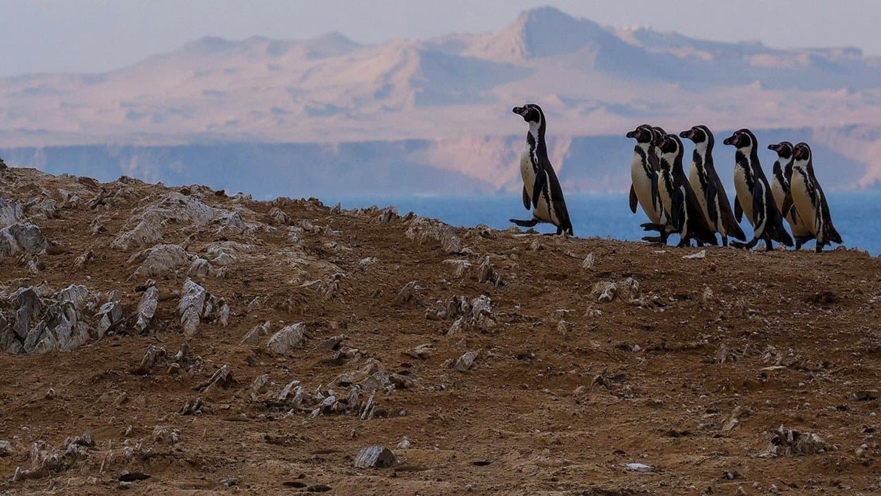 Wild Peru: Andes Battleground backdrop