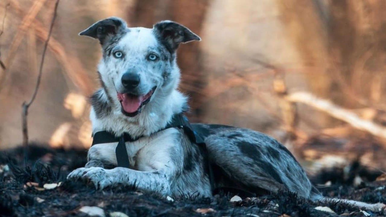 Bear, chien sauveur de koalas backdrop