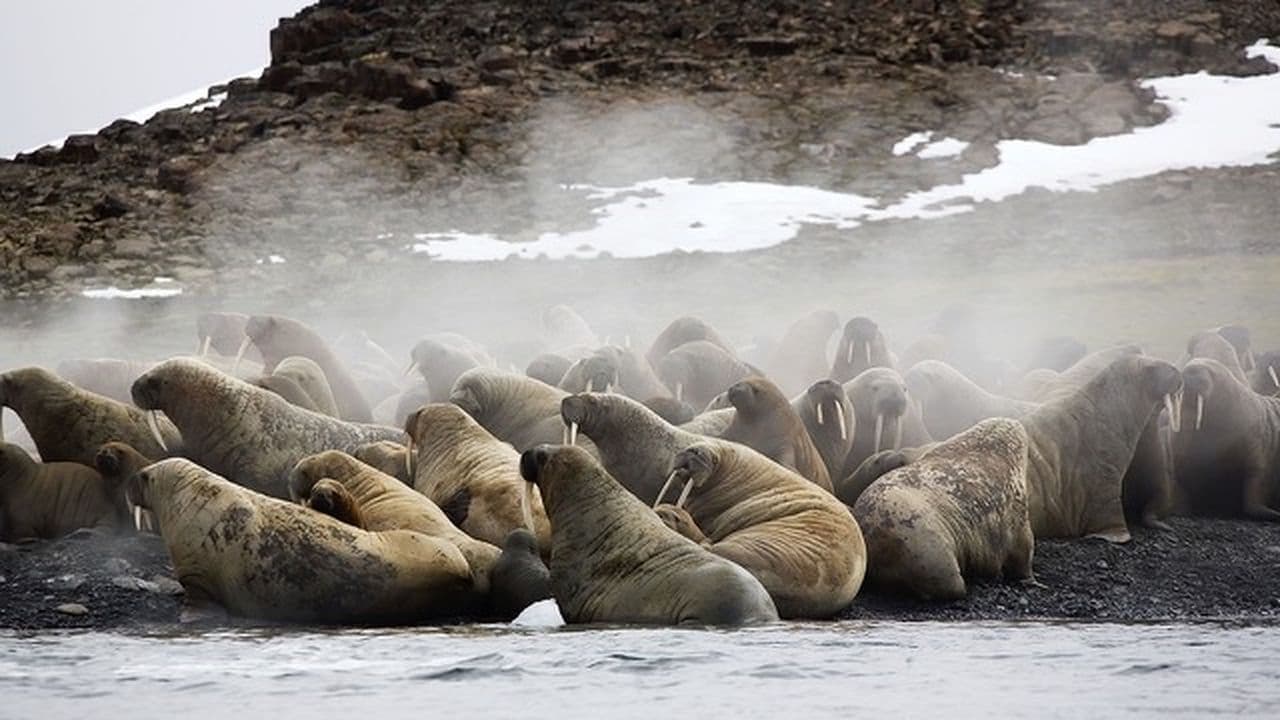 Siberia's Wild Year backdrop