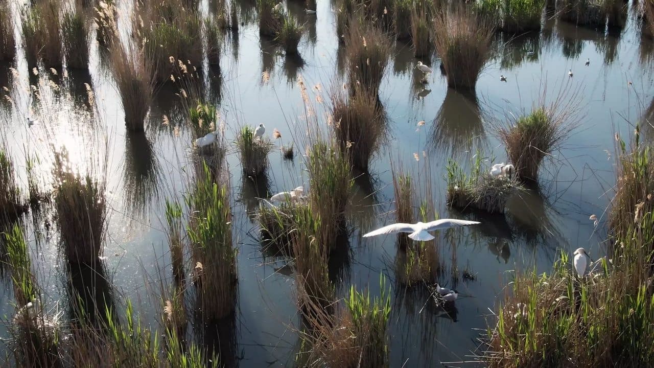 Land of Waters: Created by Man, Overtaken by Nature backdrop