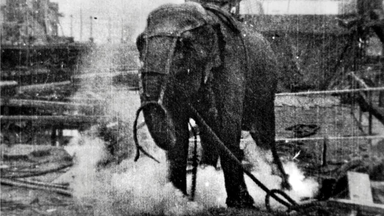Electrocuting an Elephant backdrop