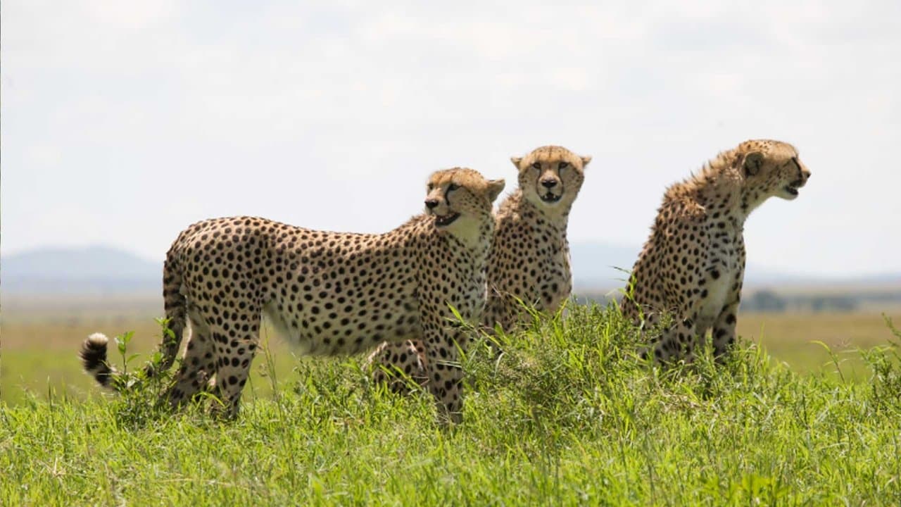 African Cats backdrop