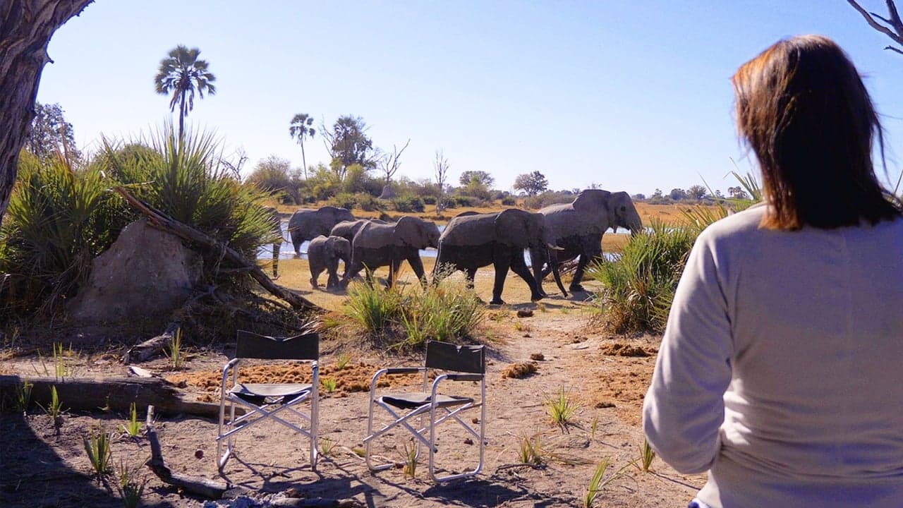 In the Footsteps of Elephant backdrop