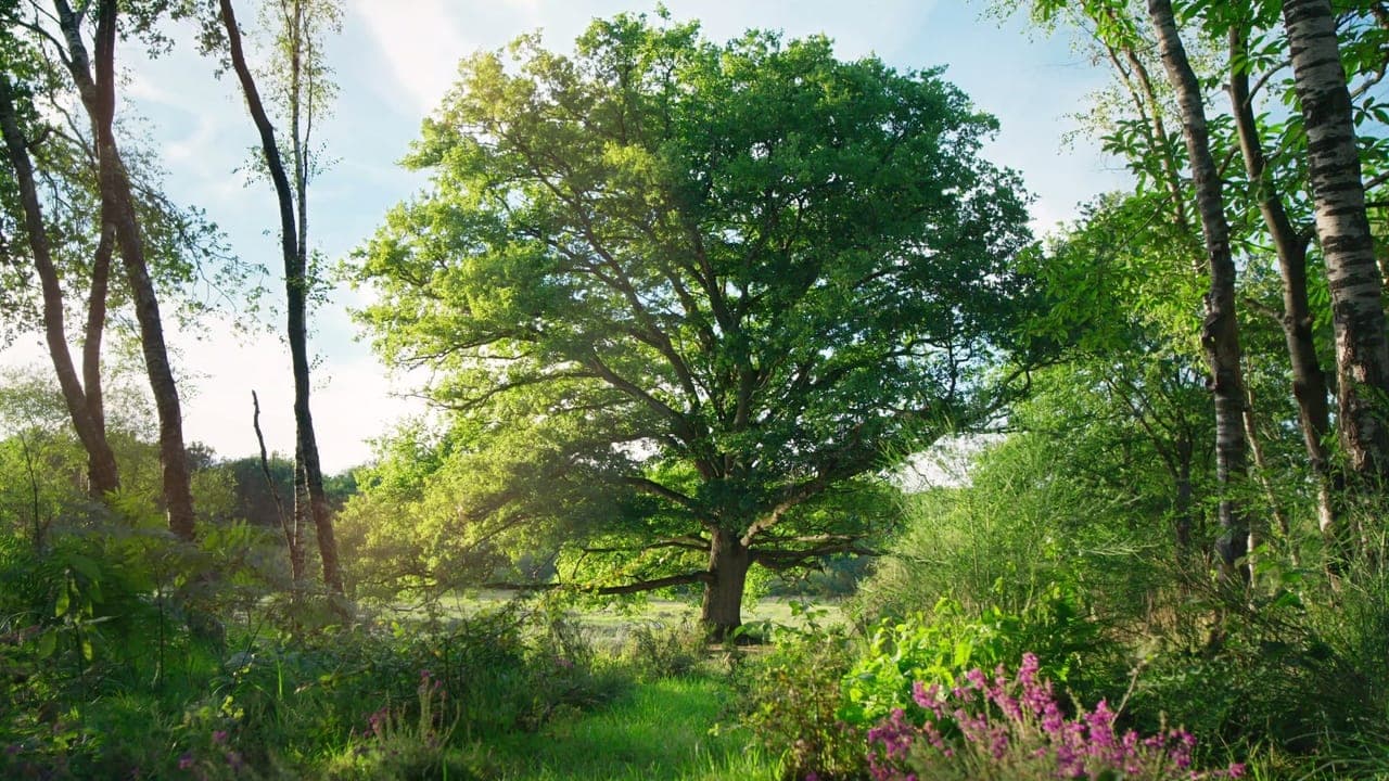 Heart of an Oak backdrop