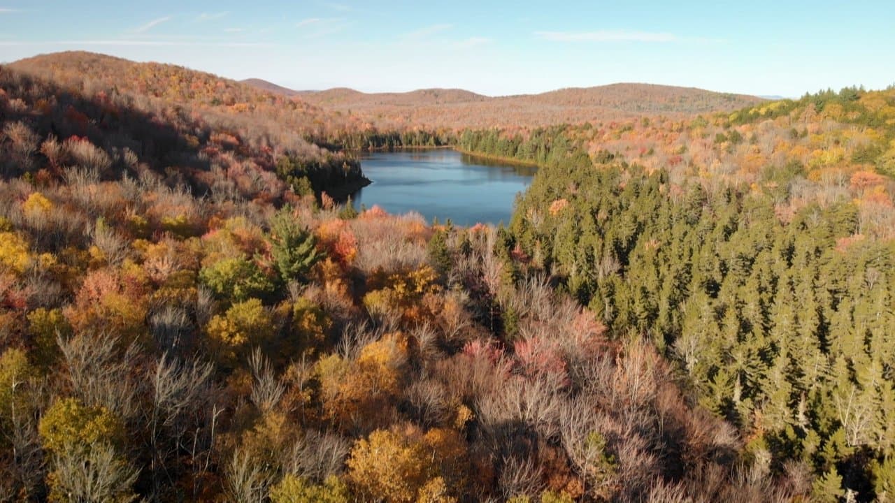Le retour de la nature sauvage backdrop