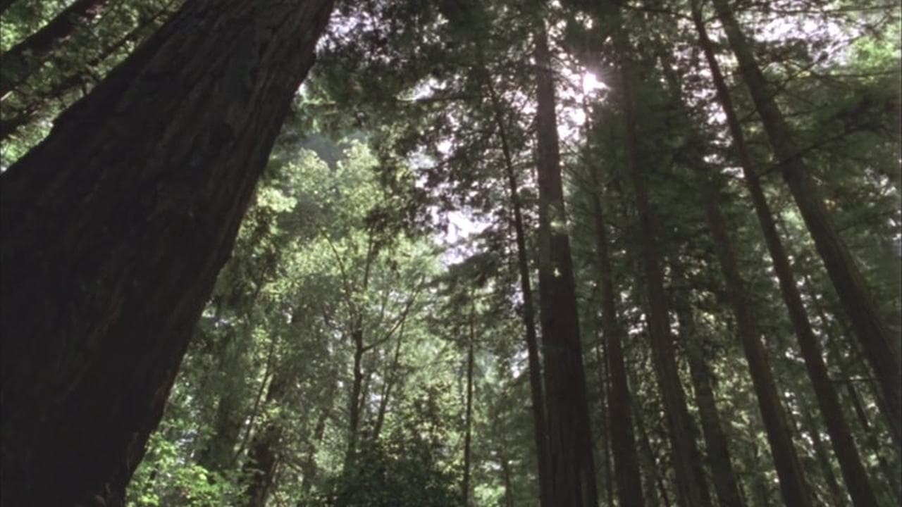 Redwood Curtain backdrop