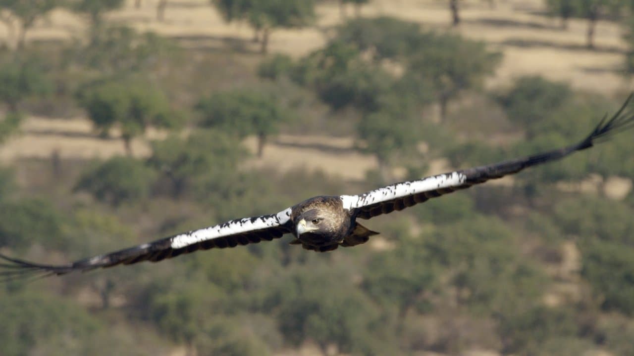 Dehesa: The Forest of the Iberian Lynx backdrop