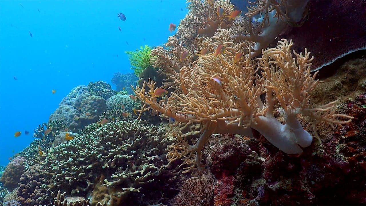 Ocean reefs aquariums (a vitual experience) backdrop