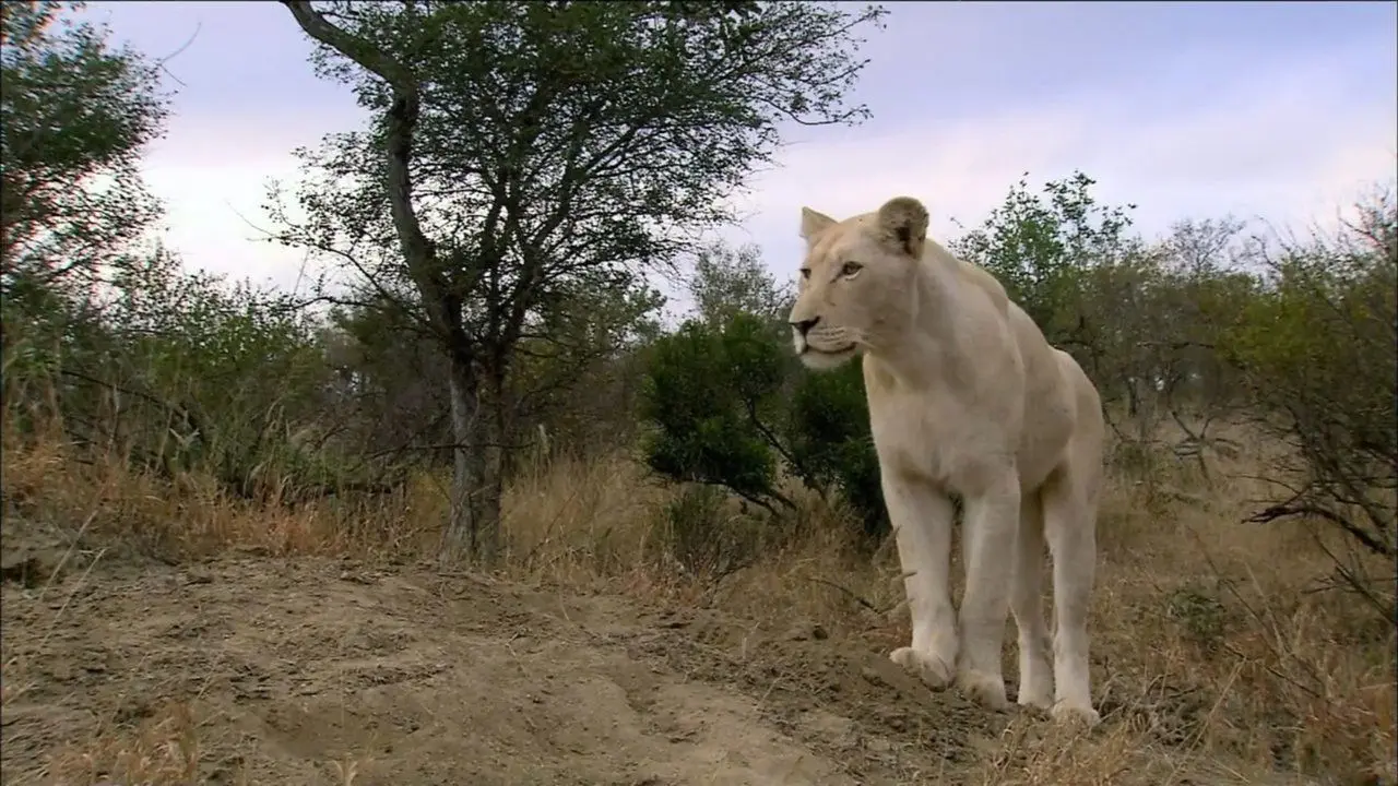 The White Lions backdrop