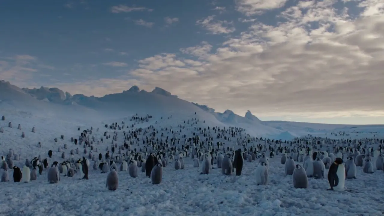 Les Secrets des Animaux des Glaces backdrop