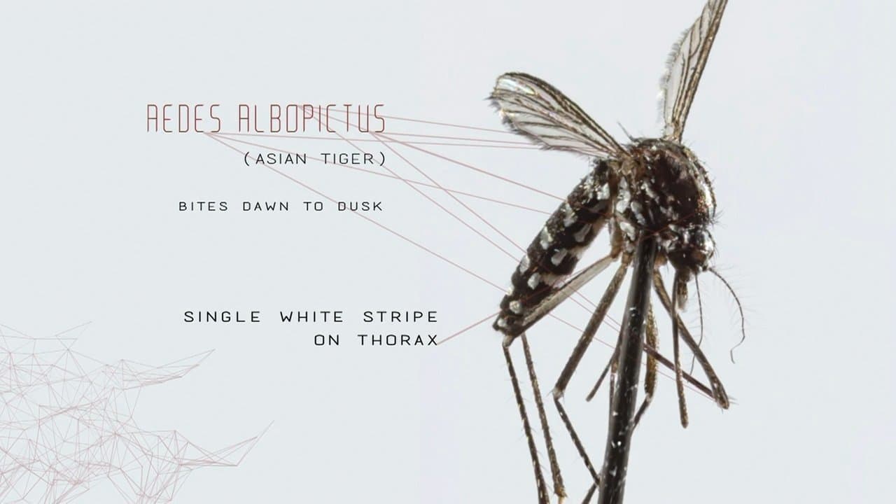 Mosquito backdrop