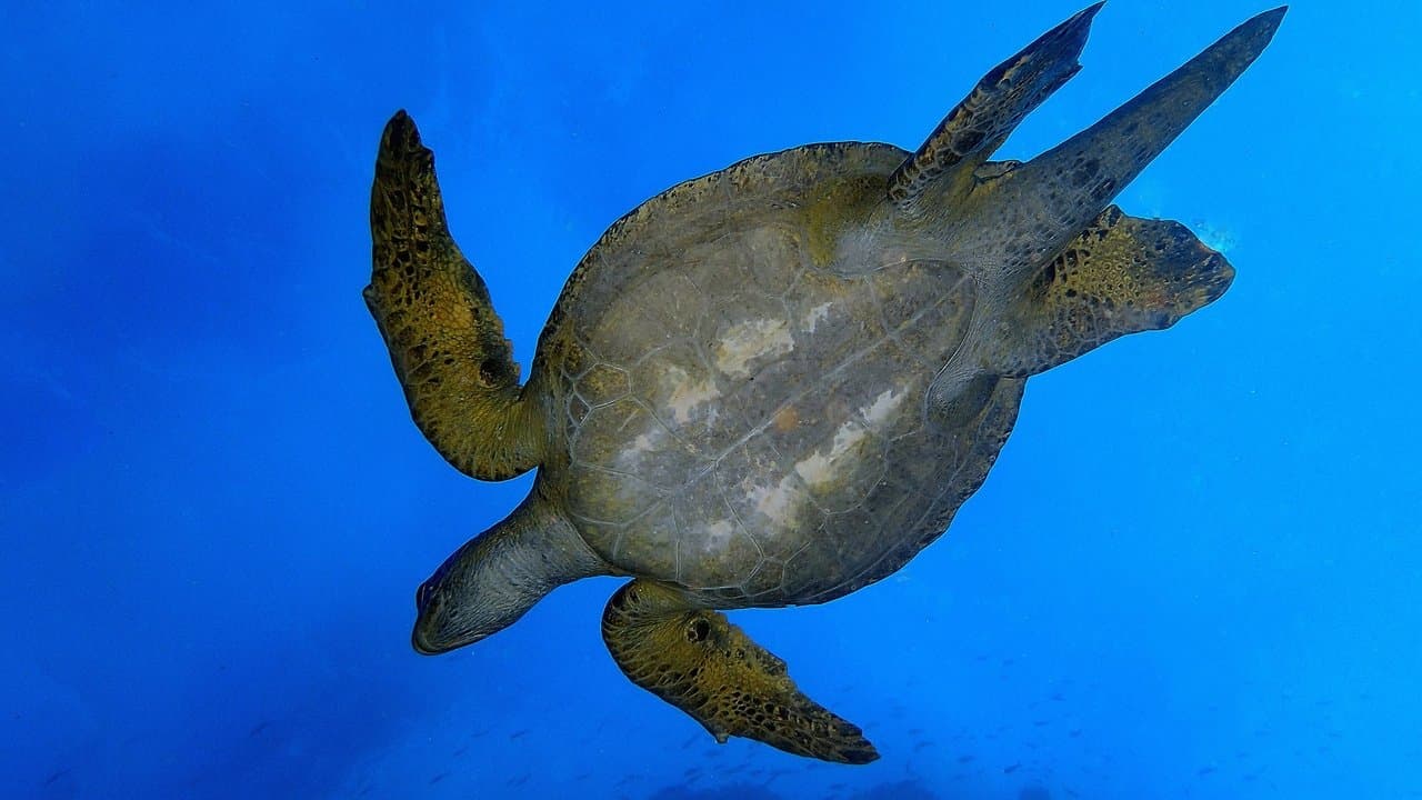 Wild Galápagos backdrop