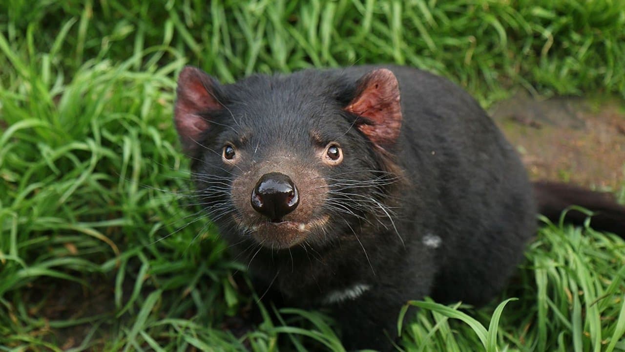 Tasmanien: Sympathie für den Teufel backdrop