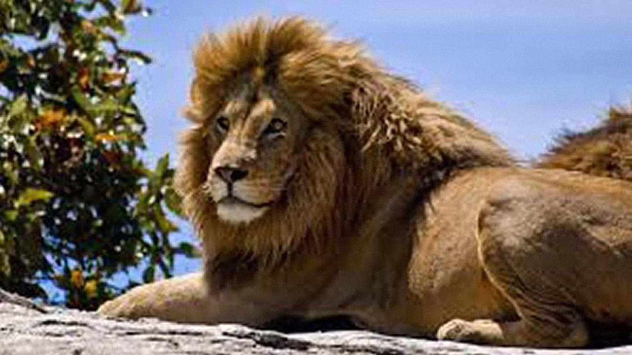 The Ultimate Guide: Big Cats backdrop
