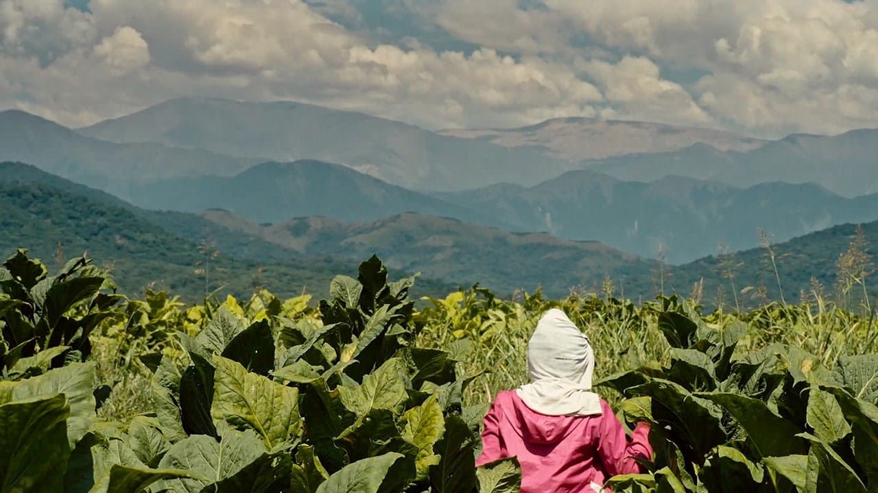 Wacay, mujeres del tabacal backdrop