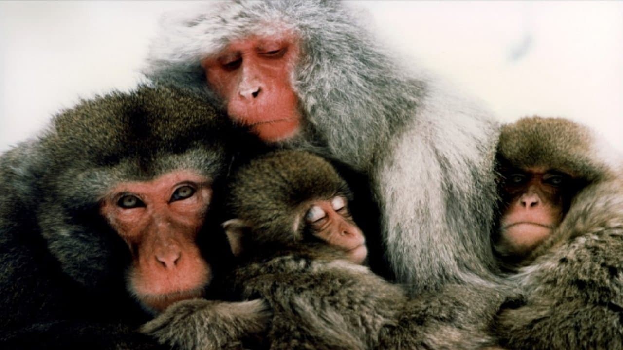 The Monkey Folk backdrop