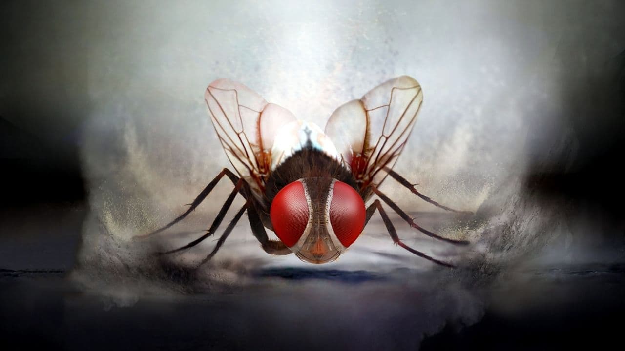 Eega backdrop