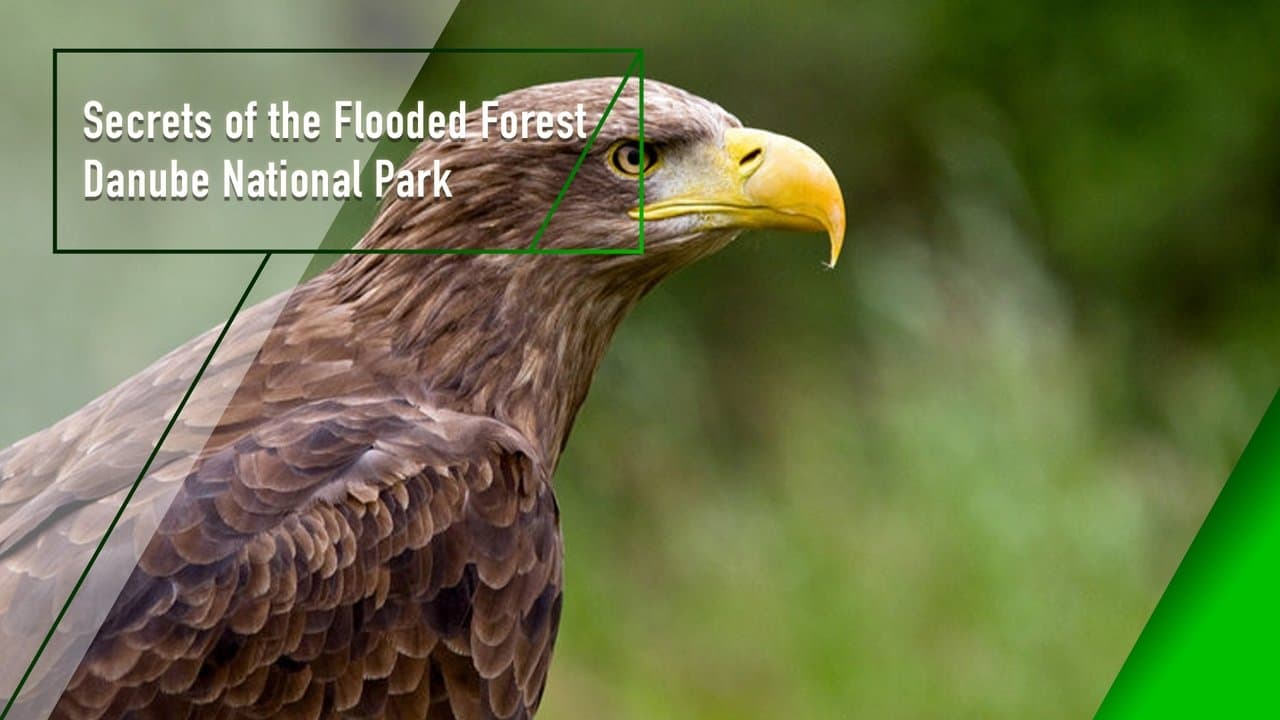 Secrets of the Flooded Forest - Danube National Park backdrop