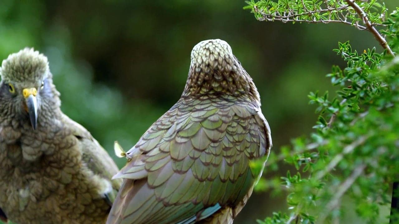 Keas - New Zealand's Witty Daredevils backdrop