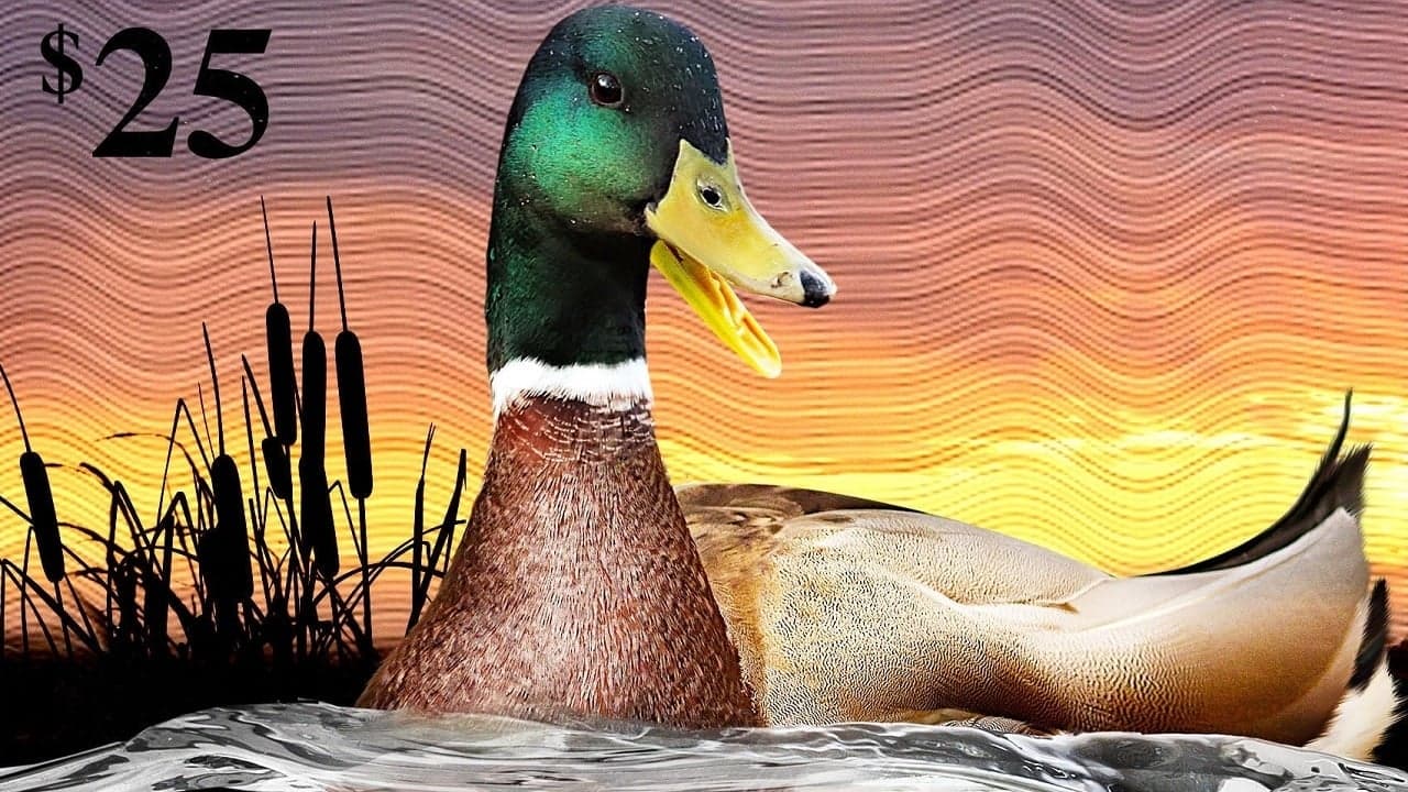 The Million Dollar Duck backdrop