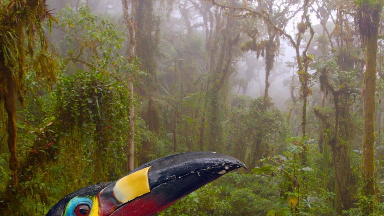 Ecuador: On the Wild Side backdrop