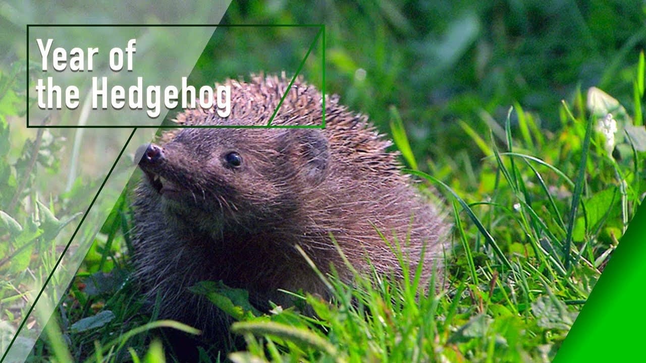 Year of the Hedgehog backdrop