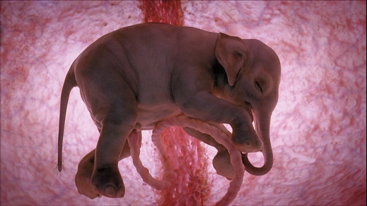 In The Womb: Animals backdrop