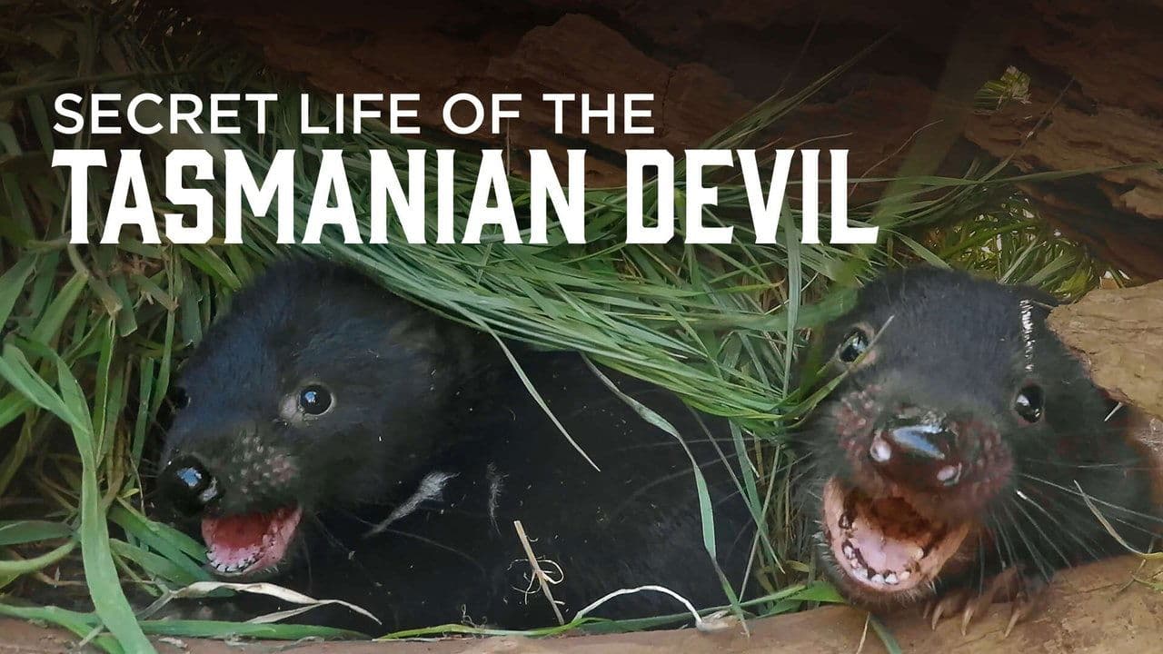 Secret Life Of The Tasmanian Devil backdrop