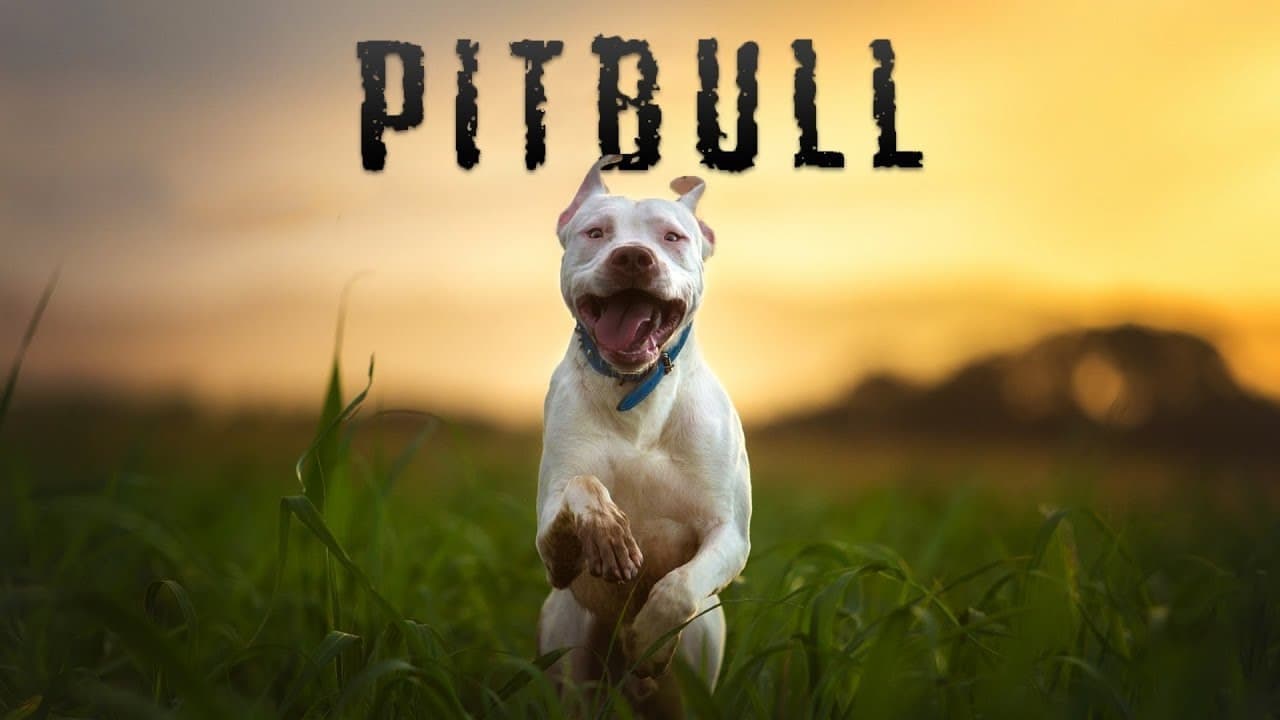 Pitbull backdrop