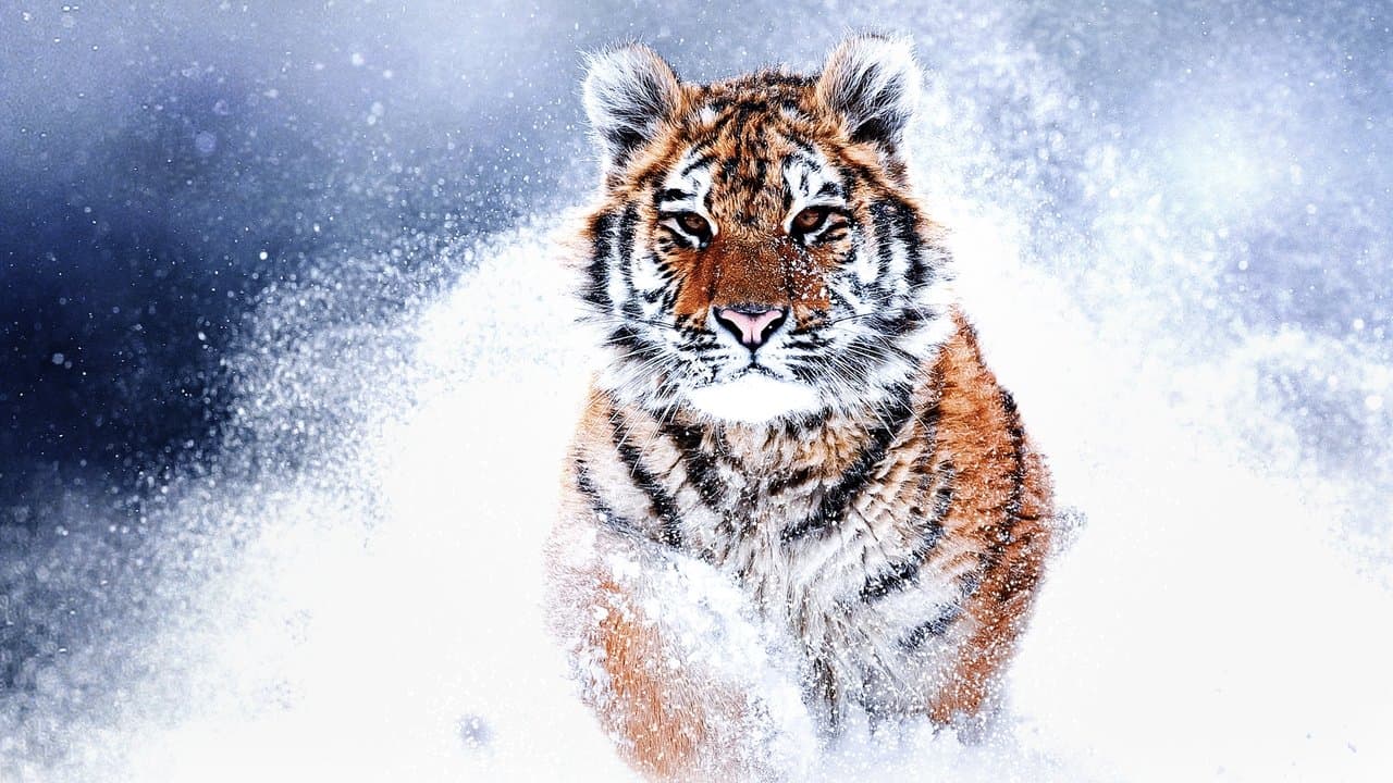 Russia's Wild Tiger backdrop