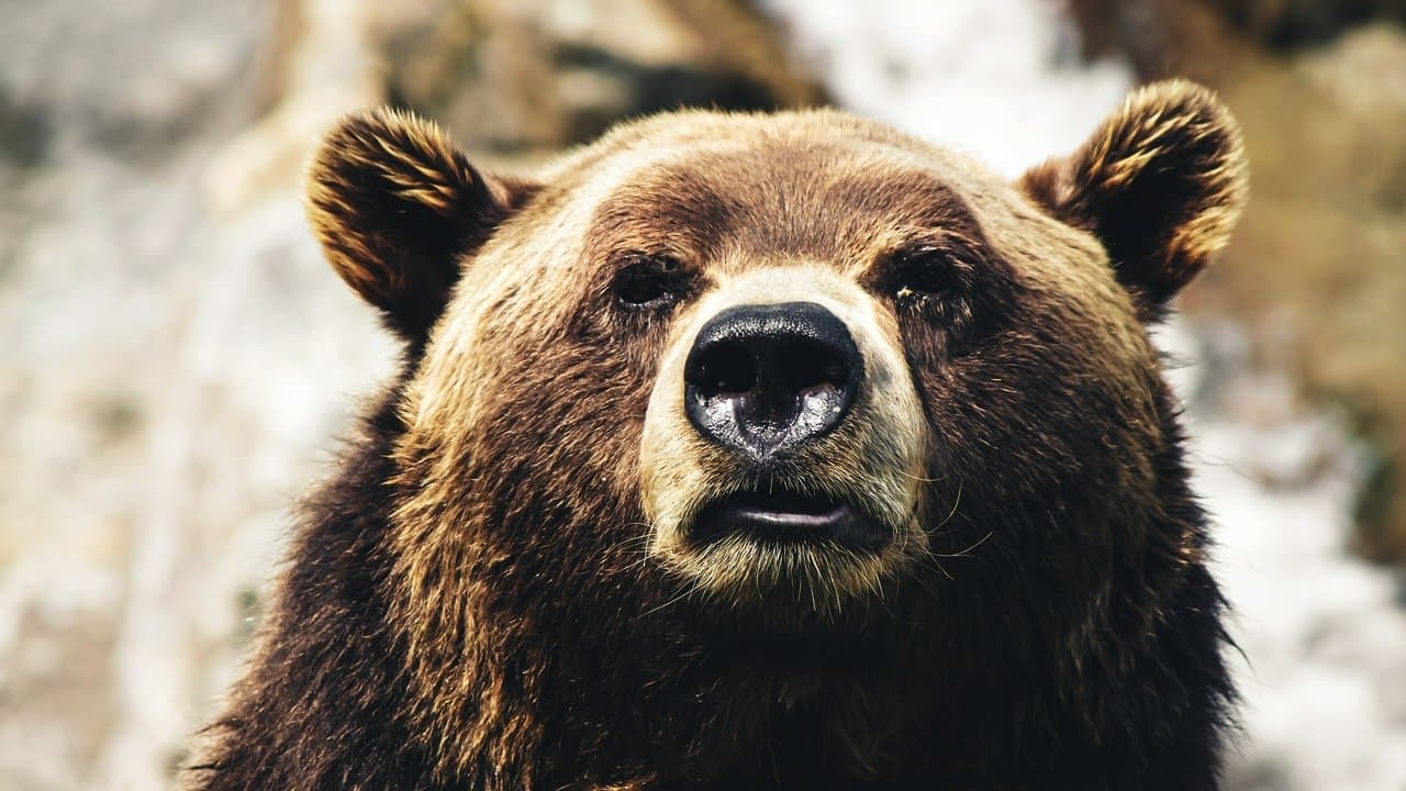 Cocaine Bear vs. Batman backdrop