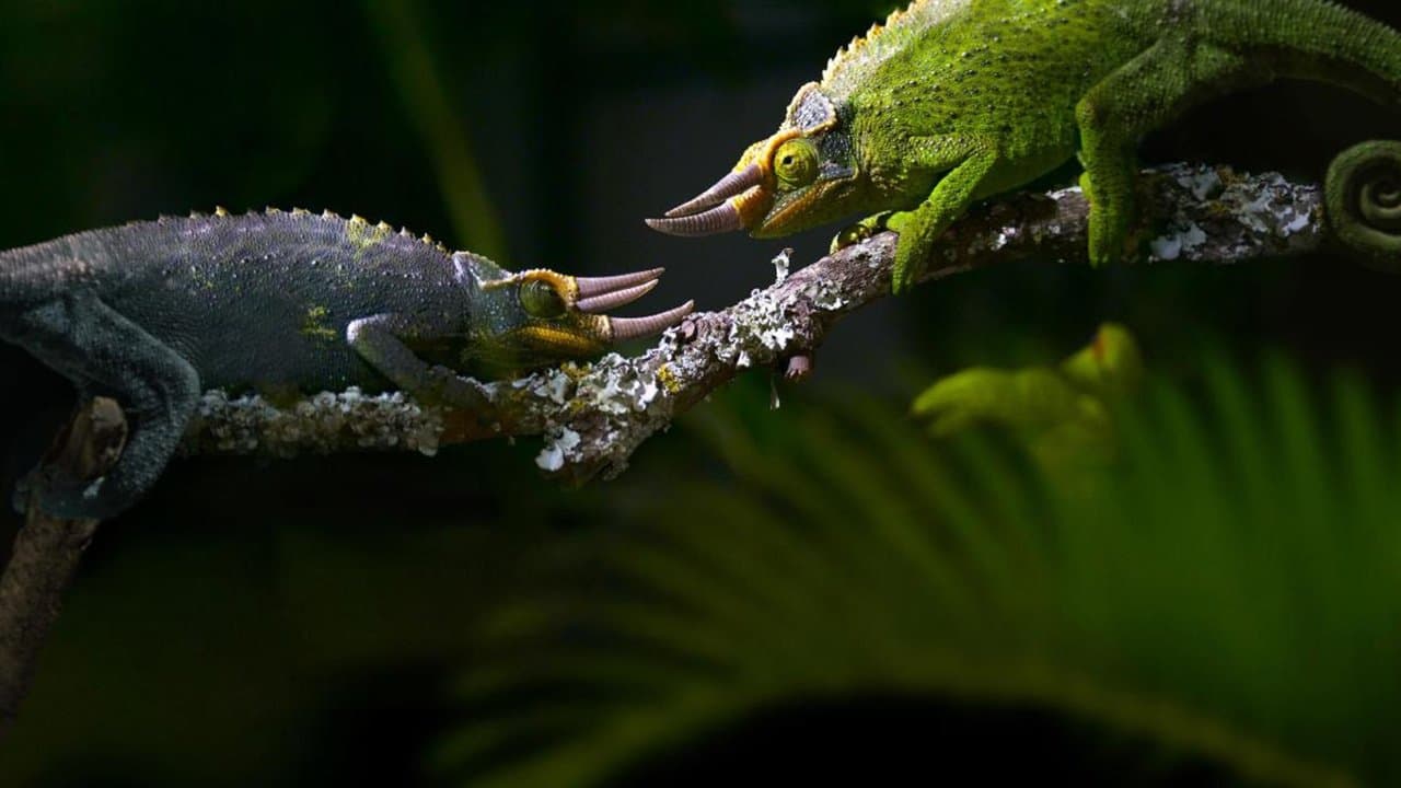 Règne animal, les jeux de l'amour backdrop