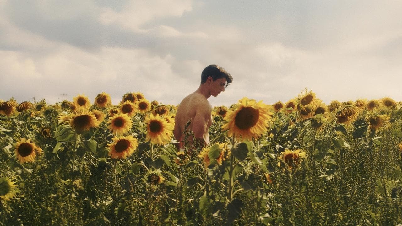 Sunflower backdrop