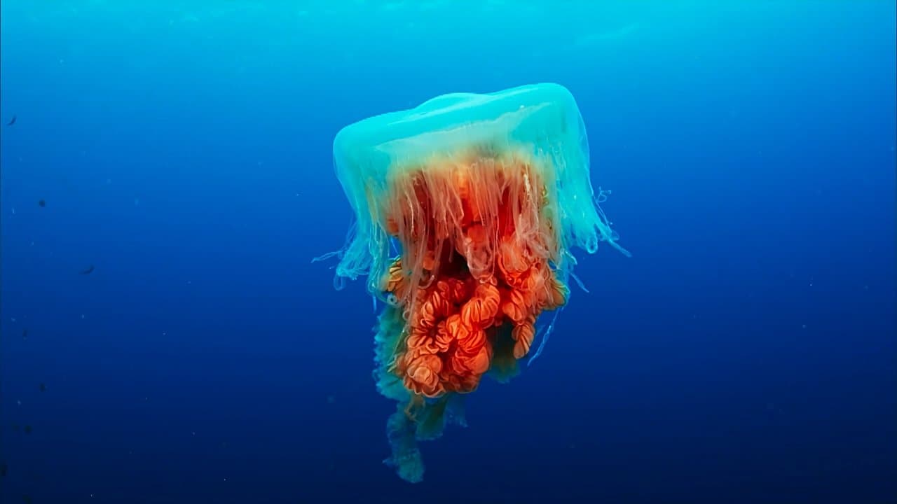 The Blue Planet backdrop