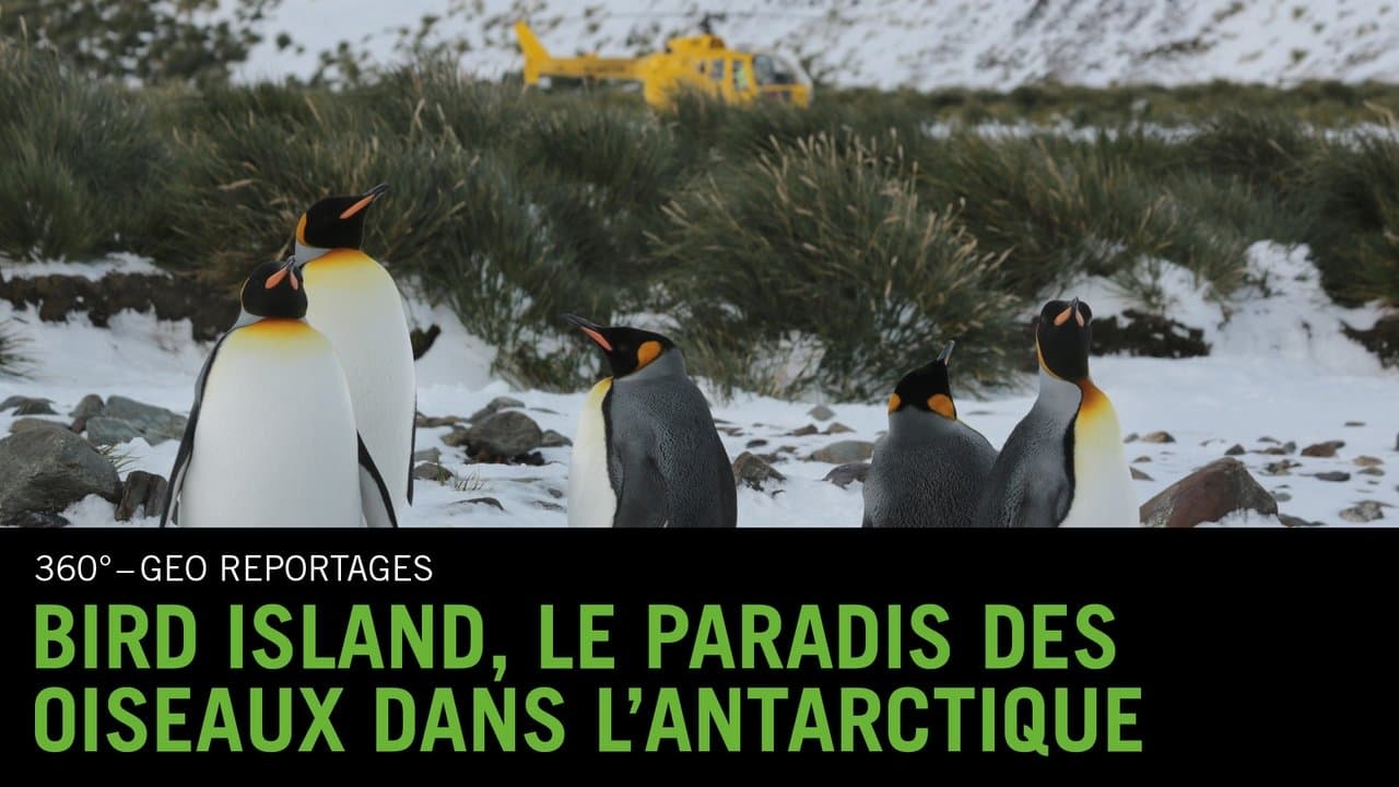 Bird Island - Allein unter Pinguinen backdrop