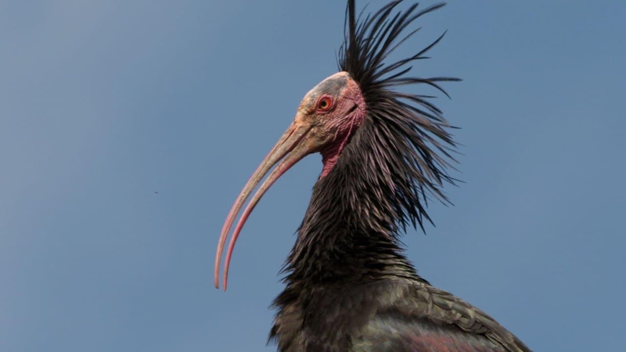 Der Waldrapp: Zugvogel im Aufwind backdrop