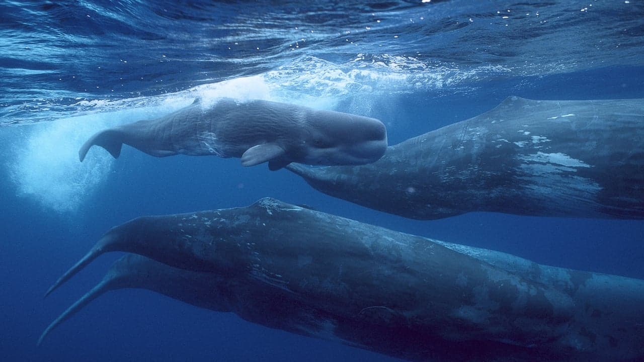 Giants of the Deep Blue backdrop