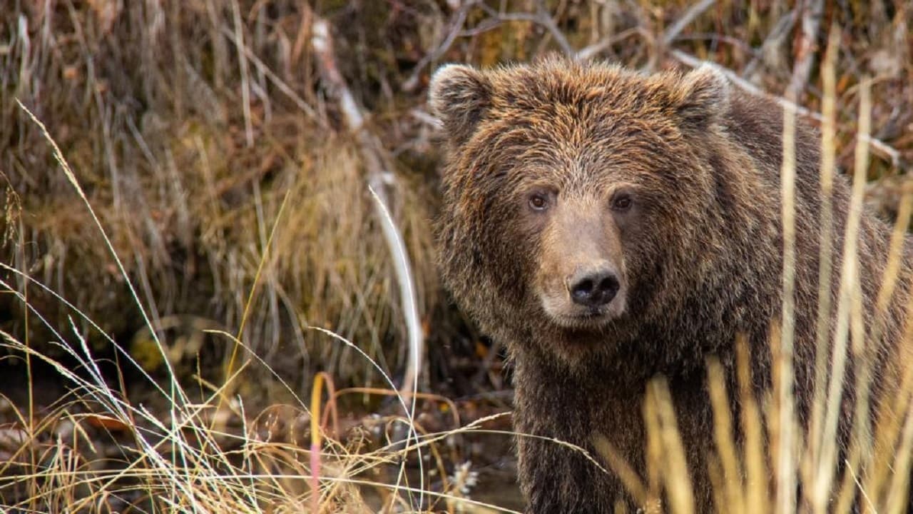 Yukon's Wild Grizzlies backdrop