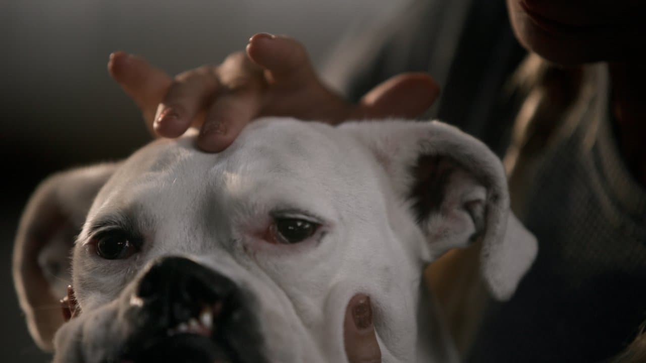 The School of Canine Massage backdrop