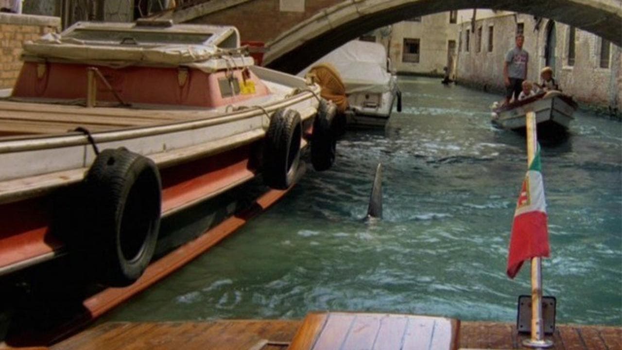 Sharks in Venice backdrop