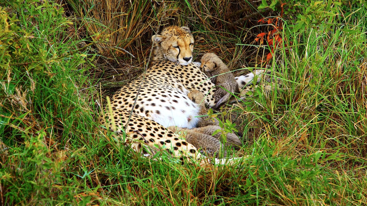 Cheetah Mom backdrop