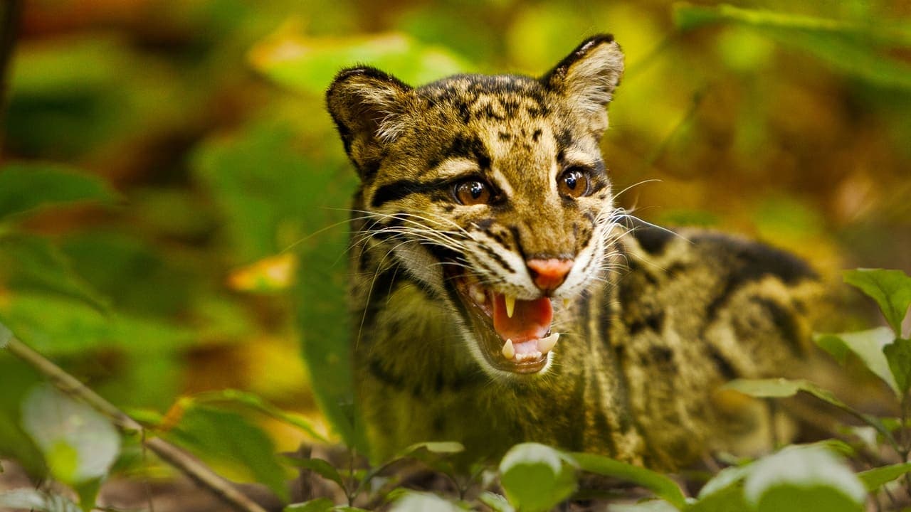 Return of the Clouded Leopards backdrop