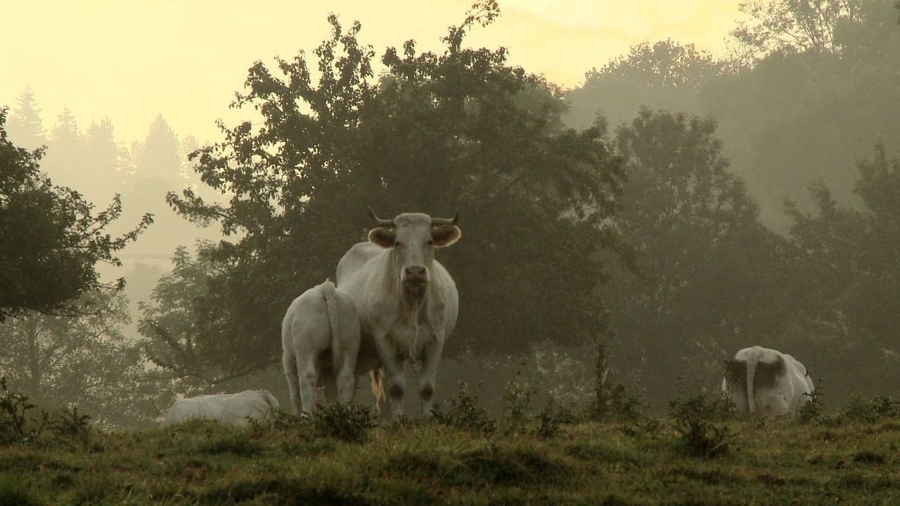 Bovines backdrop