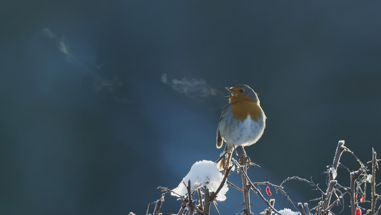 Attenborough's Wonder of Song backdrop