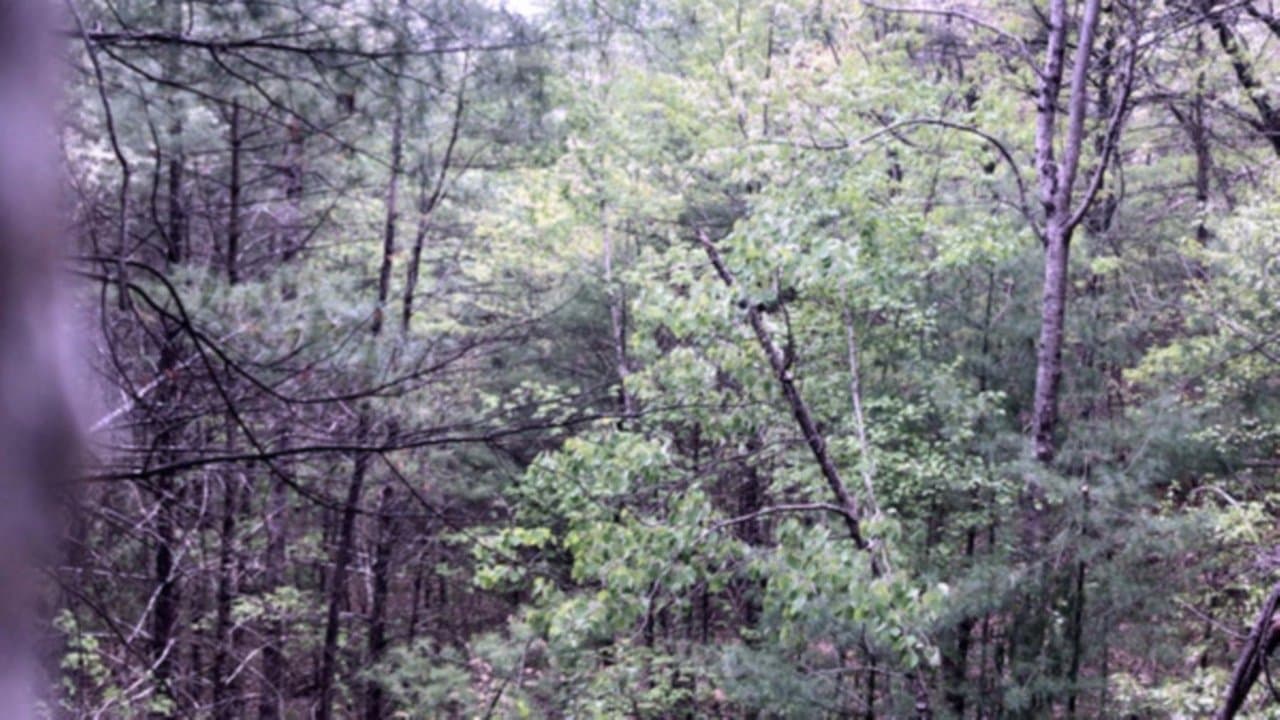 Millstone Woods May 2018 backdrop
