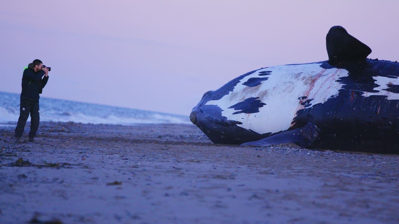 Last of the Right Whales backdrop